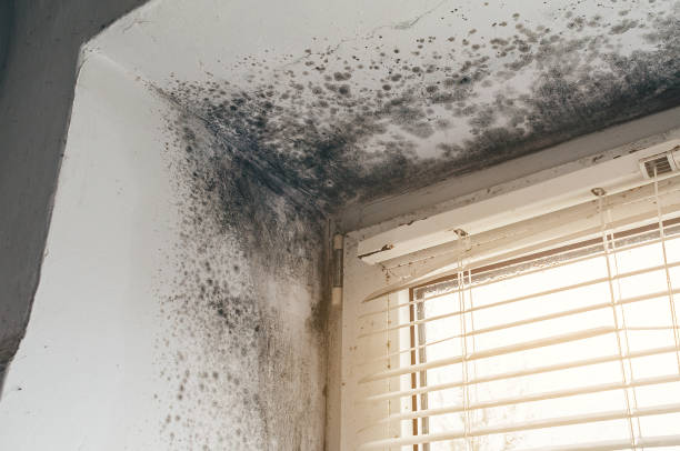 Affordable Basement Mold Remediation solutions in Bryn Athyn, PA