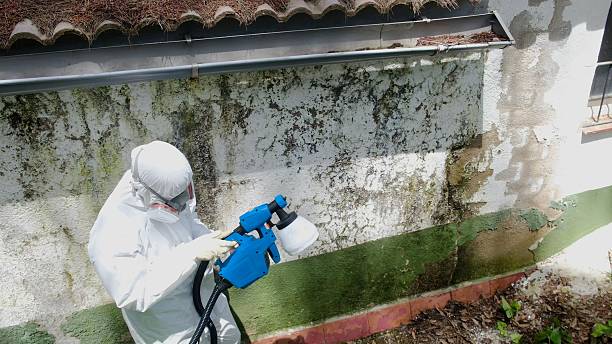 Top rated local Basement Mold Remediation specialists in Bryn Athyn, PA